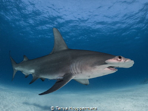 Exasperated Hammerhead
Is she actually rolling her eyes ... by Tanya Houppermans 